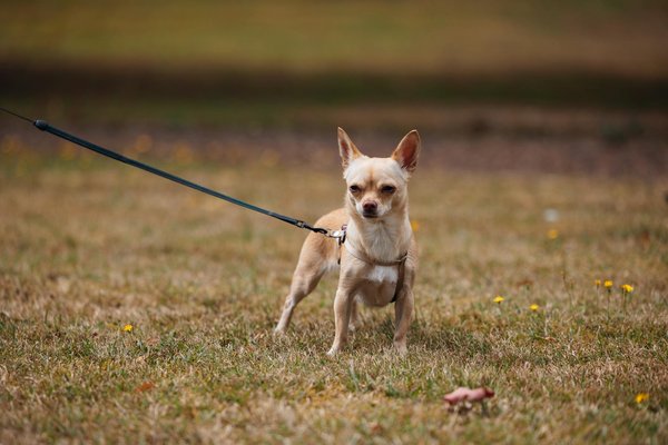 Stressfreies Baden für empfindliche Hunde: Tipps für eine entspannte Erfahrung